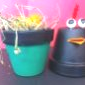 "poule en pots" 13